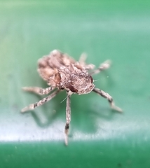 Fulgoridae