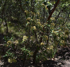 Pomaderris argyrophylla