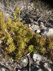 Leucadendron muirii
