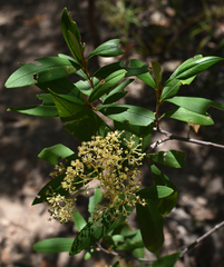 Pomaderris argyrophylla
