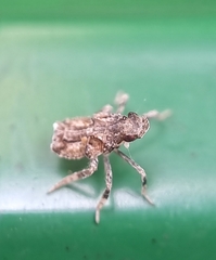 Fulgoridae