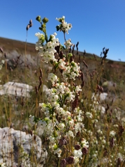 Erica denticulata