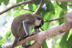 Chlorocebus