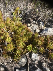 Leucadendron muirii
