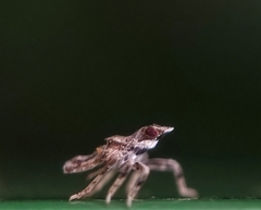 Fulgoridae