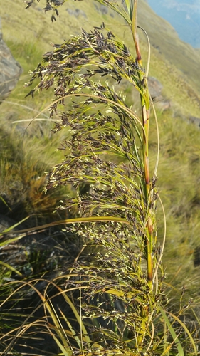 Costularia robusta image