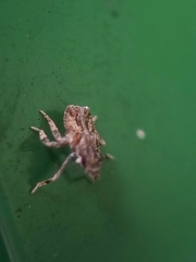 Fulgoridae