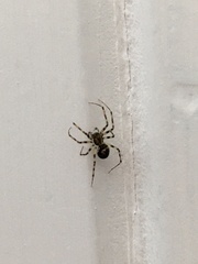 Araneae