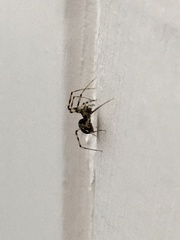 Araneae