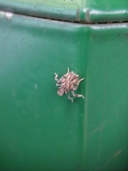 Fulgoridae
