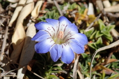 Gentiana arisanensis