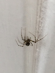 Araneae
