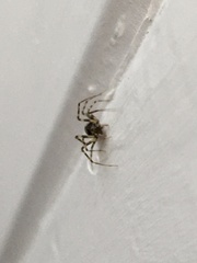Araneae