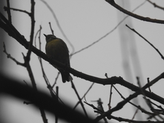 Periparus venustulus