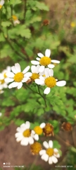 Tanacetum parthenium