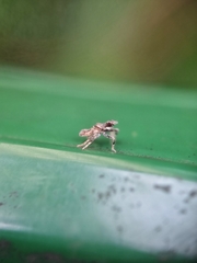 Fulgoridae