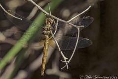 Macrothemis inacuta