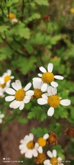 Tanacetum parthenium