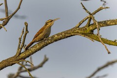 Lepidocolaptes angustirostris