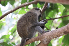 Chlorocebus