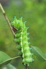 Saturnia pyri