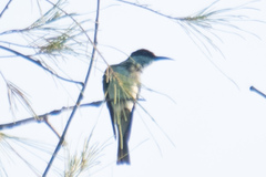 Merops viridis