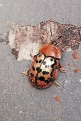 Conchyloctenia punctata