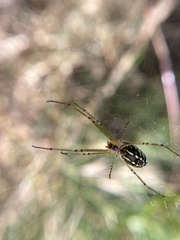 Leucauge dromedaria