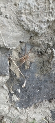 Cupiennius salei
