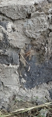 Cupiennius salei