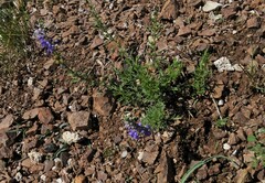 Veronica pinnata nana