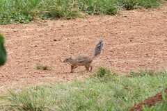 Euxerus erythropus