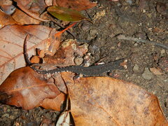 Salamandrina perspicillata