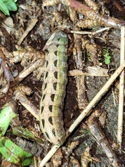 Spodoptera
