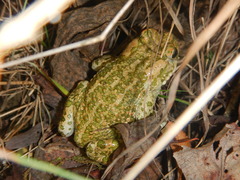 Bufotes viridis balearicus