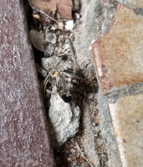 Antiteuchus mixtus