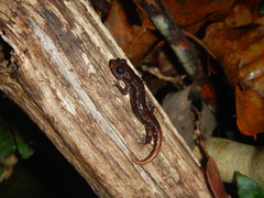 Speleomantes italicus