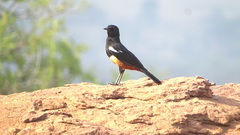 Thamnolaea cinnamomeiventris