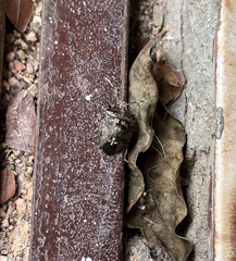 Antiteuchus mixtus