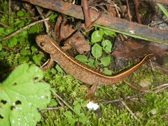 Triturus carnifex