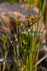 Cyperus dentatus