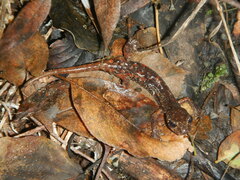 Speleomantes italicus