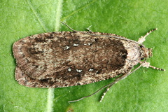 Agonopterix heracliana