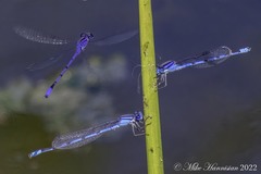 Enallagma semicirculare