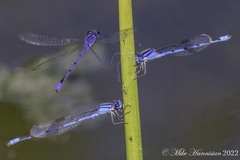 Enallagma semicirculare