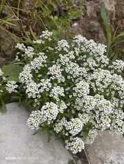 Lobularia maritima maritima