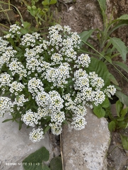 Lobularia maritima maritima