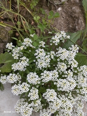 Lobularia maritima maritima