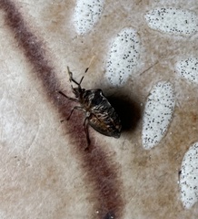 Antiteuchus mixtus