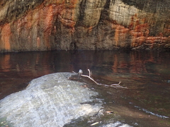 Phoenicurus fuliginosus